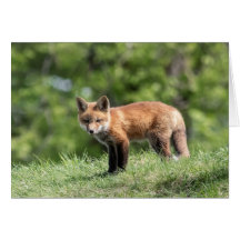 Kits de Fox rouge
