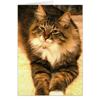 Kitt