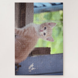 Kitten