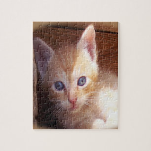 Kitten