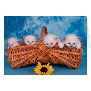 kitten