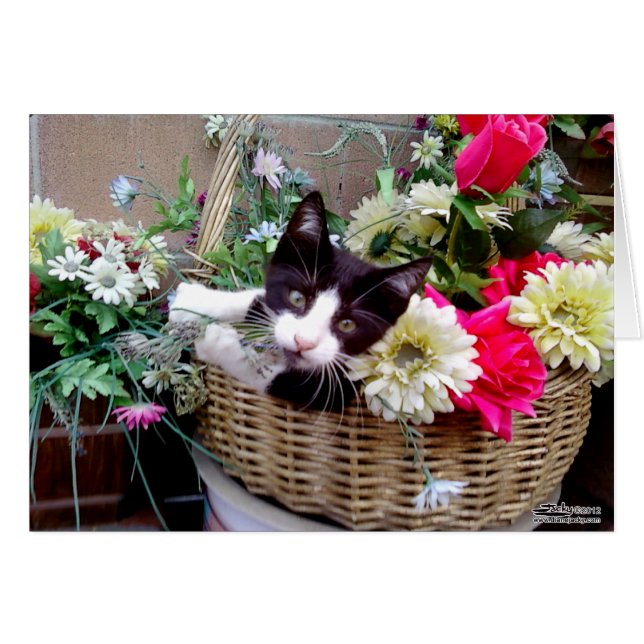 Kitten (Devant Horizontal)