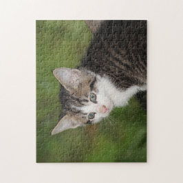 Kitten