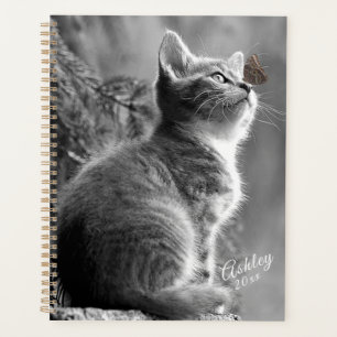 Kitten
