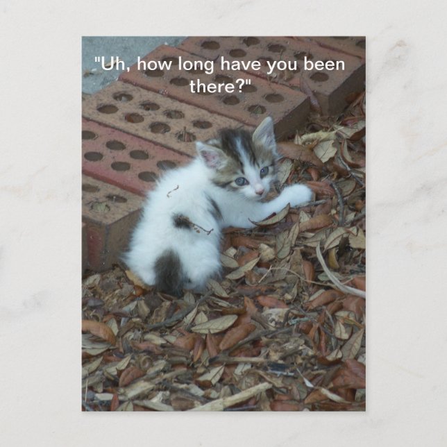 Kitten 047 Postkarte (Vorderseite)