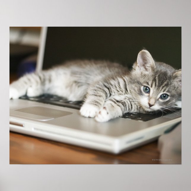 Kitten auf Laptop-Computer Poster (Vorne)