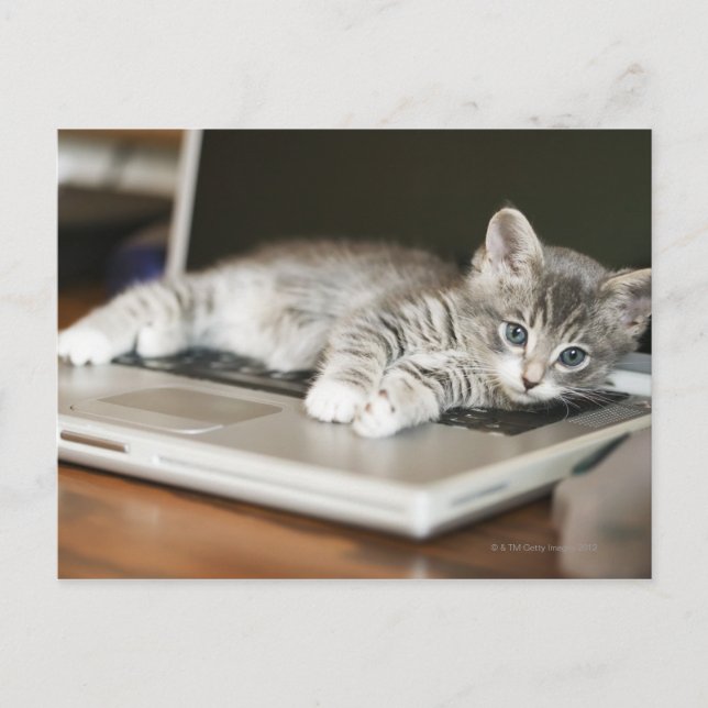 Kitten auf Laptop-Computer Postkarte (Vorderseite)