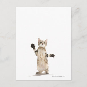 Kitten auf weißem Hintergrund Postkarte