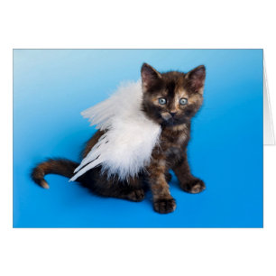 Kitten Avec Ailes