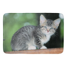 Kitten
