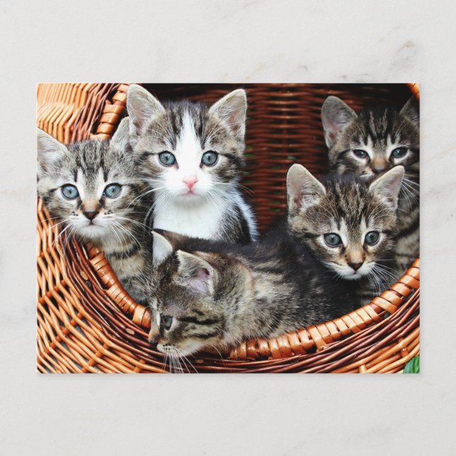 Kitten Basket Postkarte (Vorderseite)