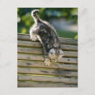 Kitten bewegt sich auf Bank ab Postkarte