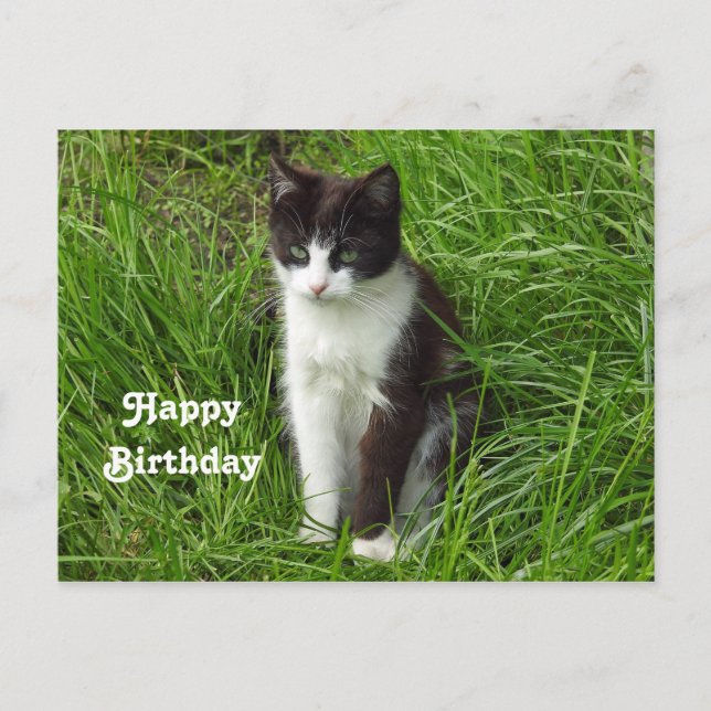 Kitten Black and White Cat Foto Geburtstag Postkarte (Vorderseite)