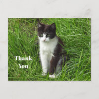 Kitten Black and White Cat Foto Vielen Dank