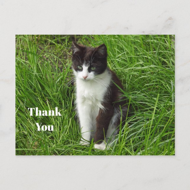 Kitten Black and White Cat Foto Vielen Dank Postkarte (Vorderseite)