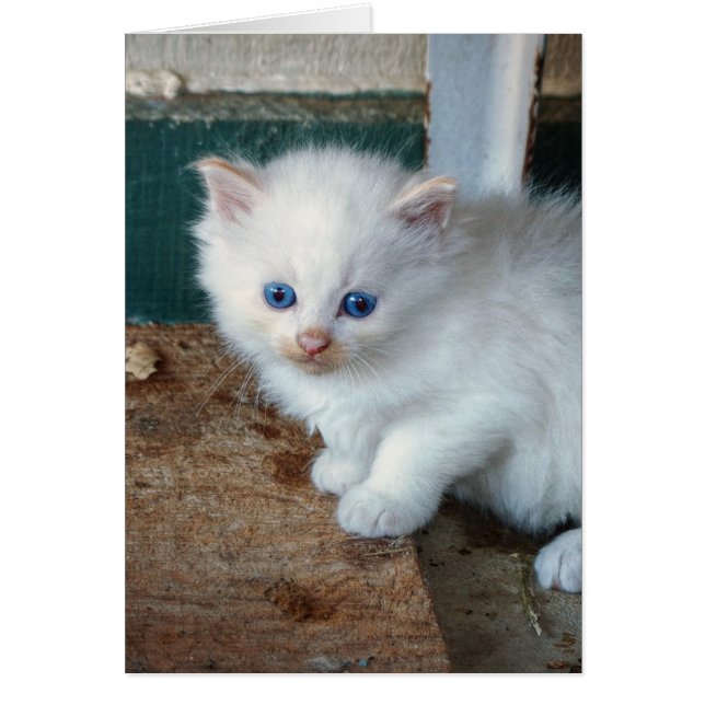 Kitten blanc (Devant)