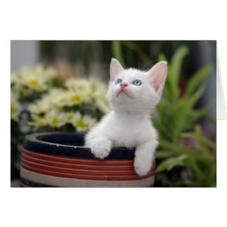 Kitten blanc turc