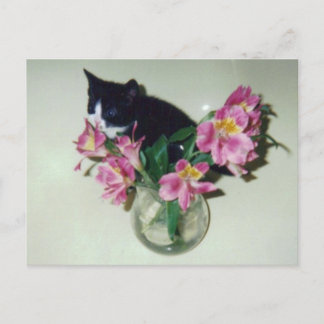 Kitten Blume Vase Postcard Postkarte