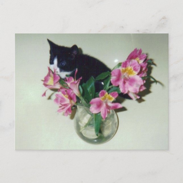 Kitten Blume Vase Postcard Postkarte (Vorderseite)