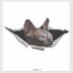 Kitten Canadian Sphynx Autocollant voiture Sphynx