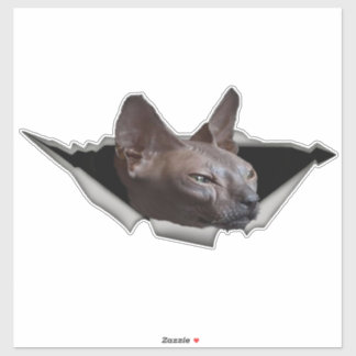Kitten Canadian Sphynx Autocollant voiture Sphynx