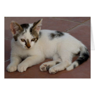 Kitten Card