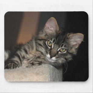 Kitten Chillin' Mouse Pad Mousepad