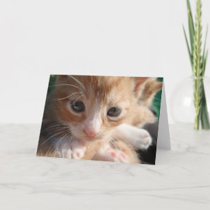 Kitten Cuteness Card Dankeskarte
