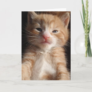 Kitten Cuteness Card Karte