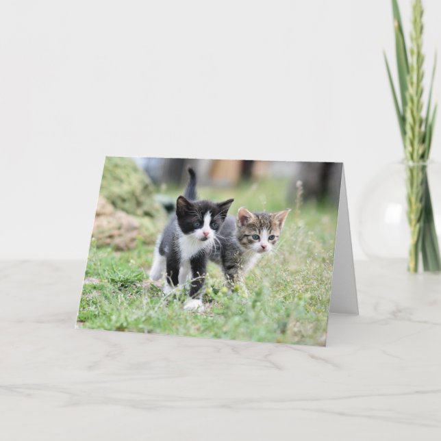 Kitten Dankeskarte (Vorderseite)