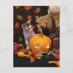 Kitten d'automne - Carte Chat Halloween