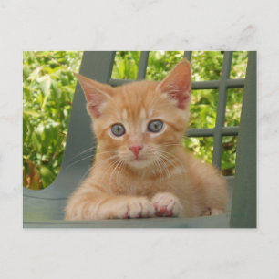 Kitten Dax Postcard Postkarte