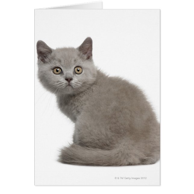 Kitten de Shorthair britannique (10 semaines) (Devant)