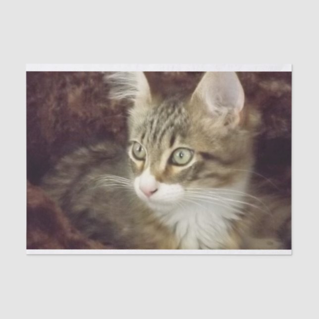 Kitten Decoupage Papier Handschuhmöbel Katze (Vorderseite)