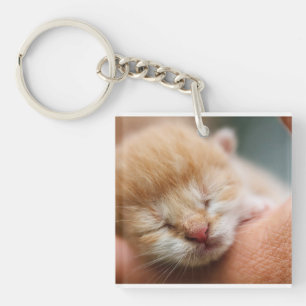 Kitten, Feline, Natur Schlüsselanhänger