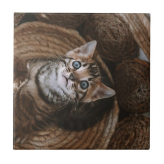 Kitten Fliese