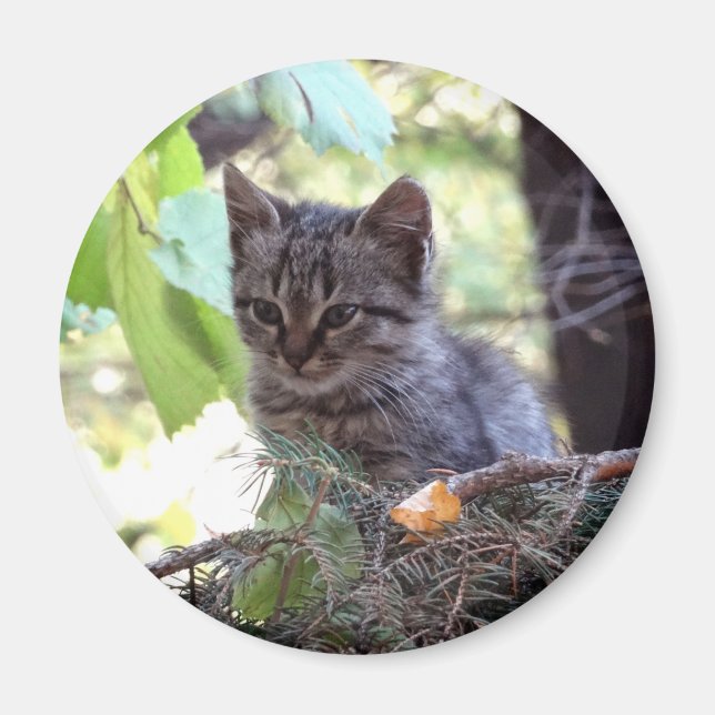 Kitten Foto Baby Chat Round Magnet (Vorne)