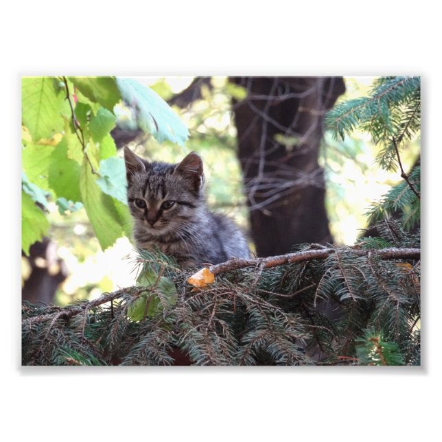 Kitten Foto Kodak Beruflich Foto (Vorne)