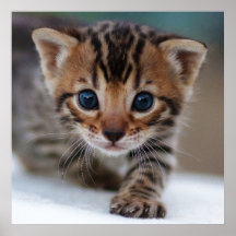 KITTEN FOTOGRAFISCHER POSTER