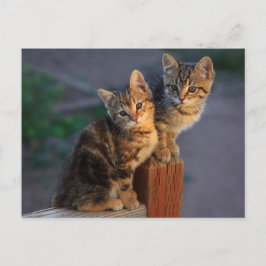 Kitten Friends Postkarte