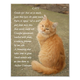 Kitten Gedicht Niedlich Orange Cat Fotodruck