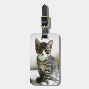 Kitten Gepäckanhänger
