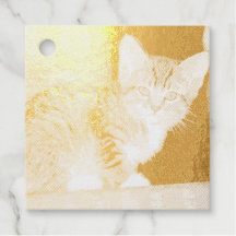 Kitten