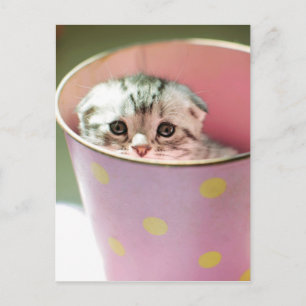 Kitten Hiding Postkarte