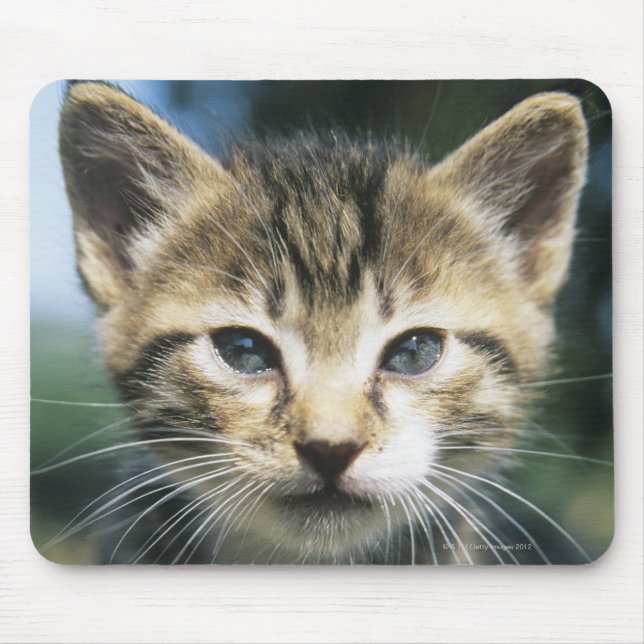 Kitten im Freien Mousepad (Vorne)