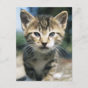 Kitten im Freien Postkarte