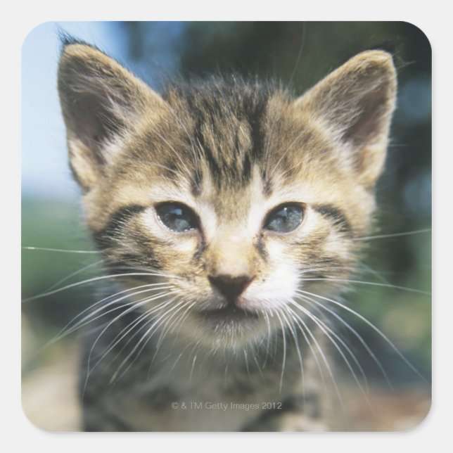 Kitten im Freien Quadratischer Aufkleber (Vorderseite)