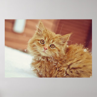 Kitten im Schnee Poster