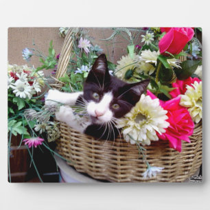 Kitten in a Basket Fotoplatte