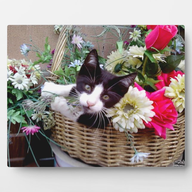 Kitten in a Basket Fotoplatte (Vorderseite)